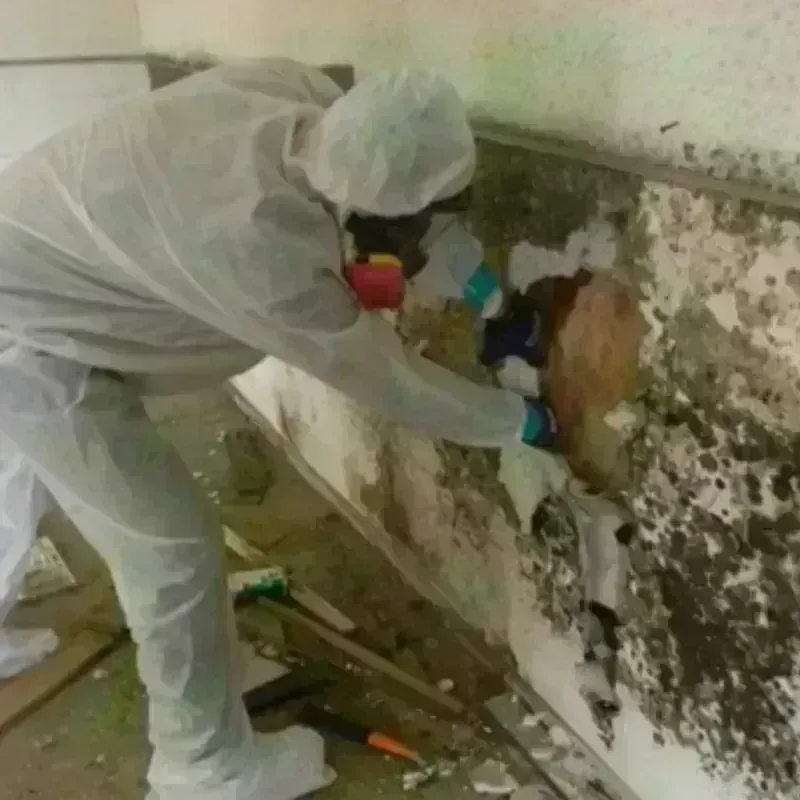 Mold Remediation and Removal in Lebanon, OR